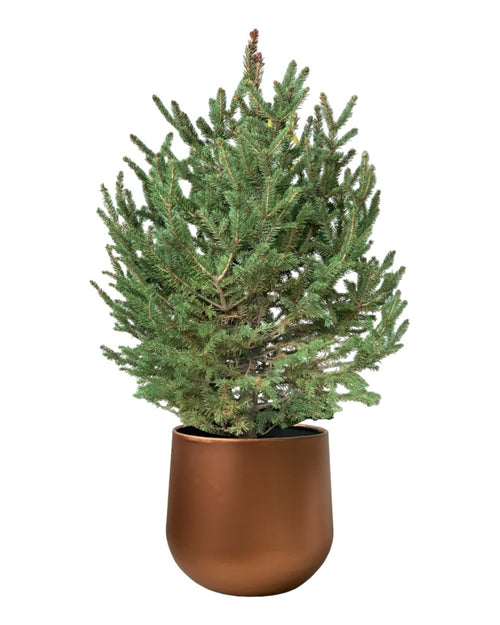 Live Christmas Tree - Picea Wilsonii (0.8-1.0m) - egg pots - large/grey - Potted plant - Tumbleweed Plants - Online Plant Delivery Singapore