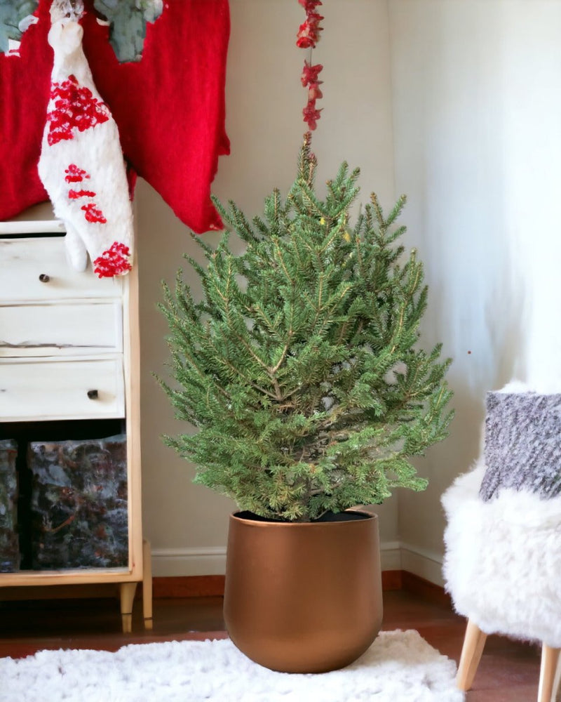 Live Christmas Tree - Picea Wilsonii (0.8-1.0m) - egg pots - large/grey - Potted plant - Tumbleweed Plants - Online Plant Delivery Singapore