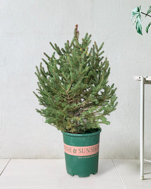 Live Christmas Tree - Picea Wilsonii (0.8-1.0m) - grow pot - Potted plant - Tumbleweed Plants - Online Plant Delivery Singapore