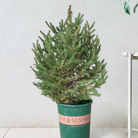 Live Christmas Tree - Picea Wilsonii (0.6-0.8m)