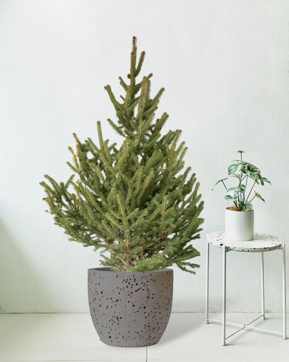 Live Christmas Tree - Picea Wilsonii (1.1-1.3m) - egg pots - large/grey - Potted plant - Tumbleweed Plants - Online Plant Delivery Singapore