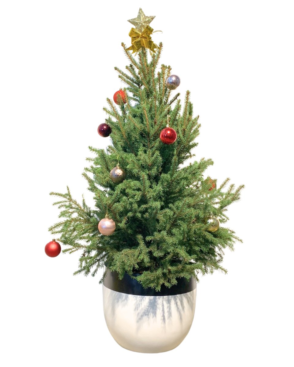 Live Christmas Tree - Picea Wilsonii (1.1-1.3m) - egg pots - large/grey - Potted plant - Tumbleweed Plants - Online Plant Delivery Singapore