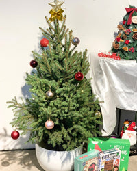 Live Christmas Tree - Picea Wilsonii (1.1-1.3m) - egg pots - large/grey - Potted plant - Tumbleweed Plants - Online Plant Delivery Singapore