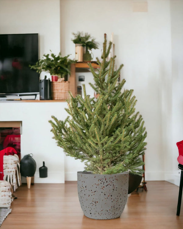 Live Christmas Tree - Picea Wilsonii (1.1-1.3m) - egg pots - large/grey - Potted plant - Tumbleweed Plants - Online Plant Delivery Singapore