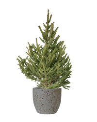 Live Christmas Tree - Picea Wilsonii (1.1-1.3m) - egg pots - large/grey - Potted plant - Tumbleweed Plants - Online Plant Delivery Singapore