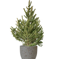 Live Christmas Tree - Picea Wilsonii (1.1-1.3m)