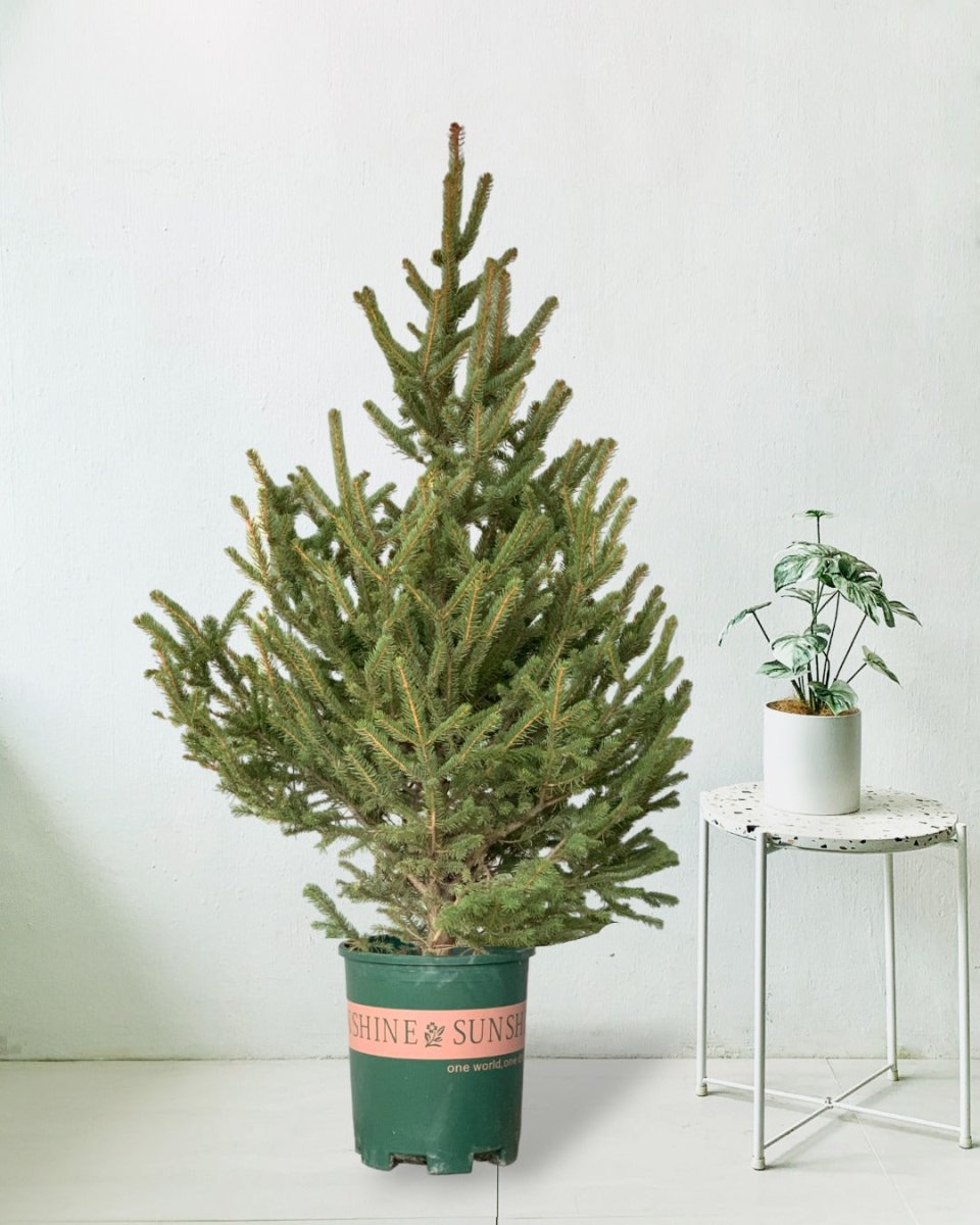 Live Christmas Tree - Picea Wilsonii (1.1-1.3m) - grow pot - Potted plant - Tumbleweed Plants - Online Plant Delivery Singapore