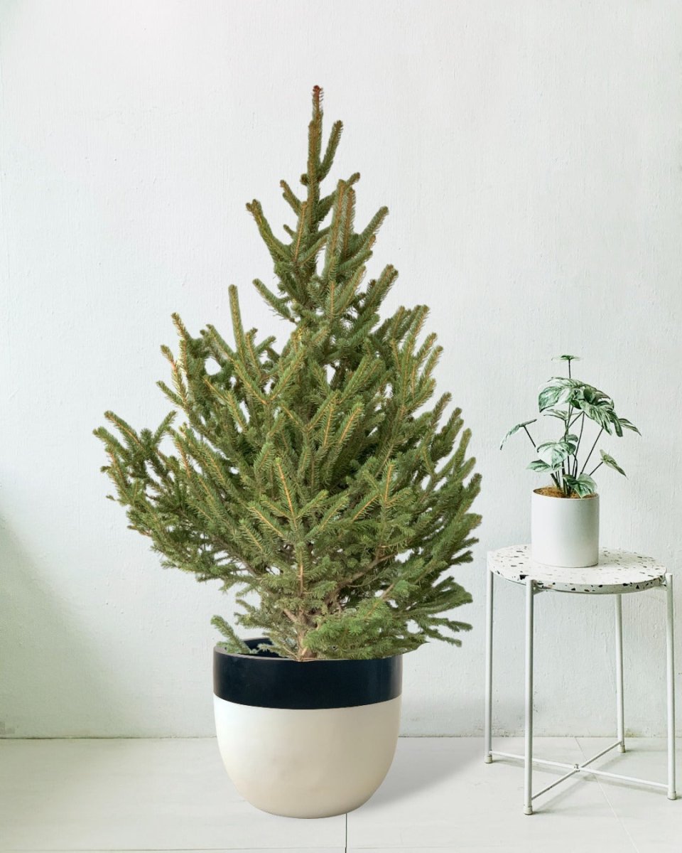 Live Christmas Tree - Picea Wilsonii (1.1-1.3m) - large resin planter - black/white - Potted plant - Tumbleweed Plants - Online Plant Delivery Singapore