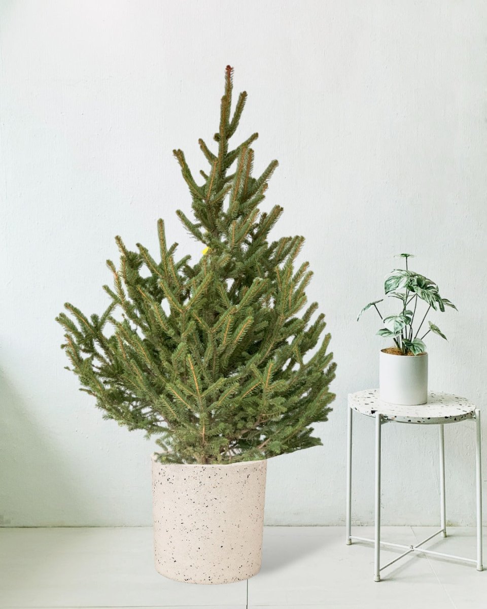 Live Christmas Tree - Picea Wilsonii (1.1-1.3m) - large white terrazzo cylinder planter - Potted plant - Tumbleweed Plants - Online Plant Delivery Singapore