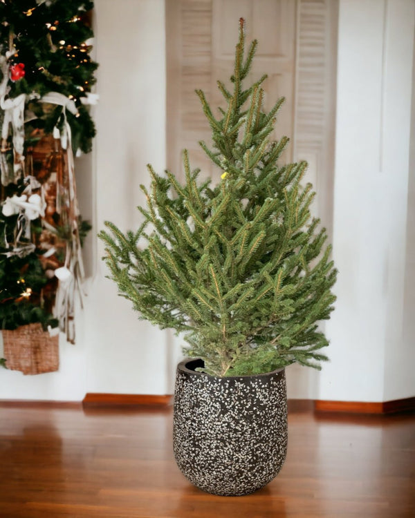Live Christmas Tree - Picea Wilsonii (1.5-1.8m) - tulip pots - black - Potted plant - Tumbleweed Plants - Online Plant Delivery Singapore