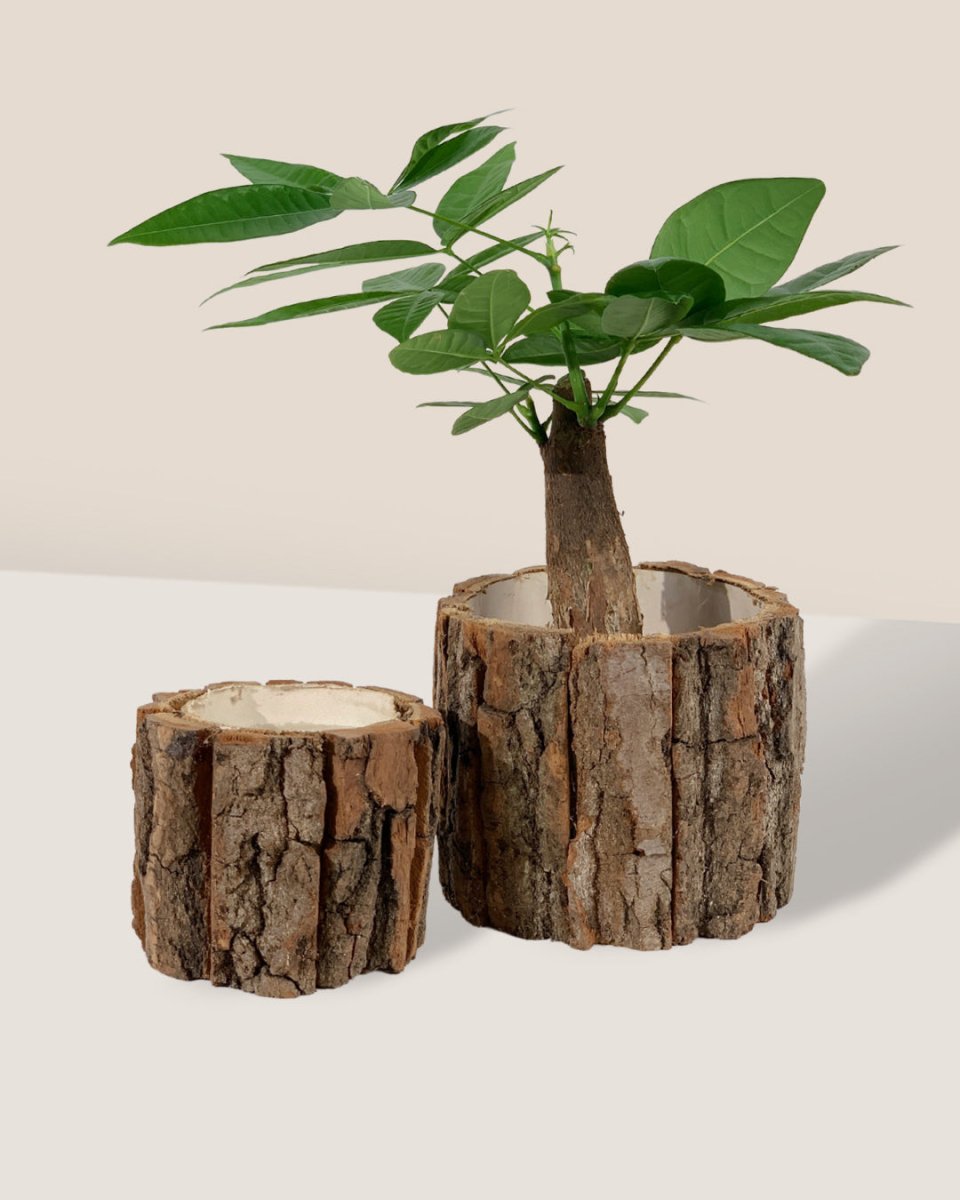 Log Pot - standard - Pot - Tumbleweed Plants - Online Plant Delivery Singapore