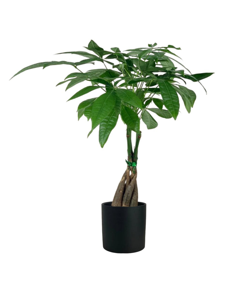 Long Braided Money Tree - brindle pot - standard/large - Potted plant - Tumbleweed Plants - Online Plant Delivery Singapore