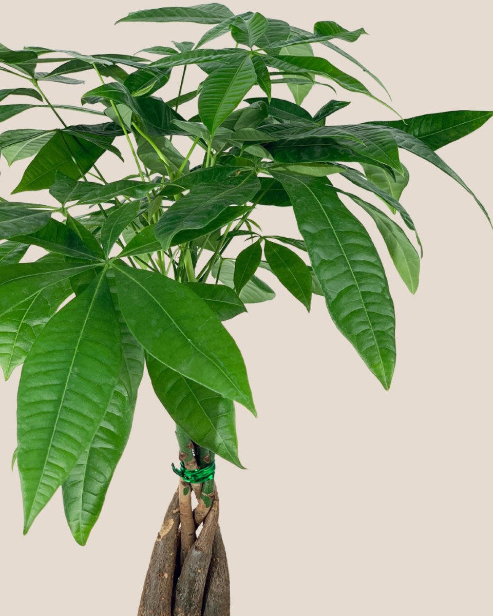 Long Braided Money Tree - grow pot - Potted plant - Tumbleweed Plants - Online Plant Delivery Singapore