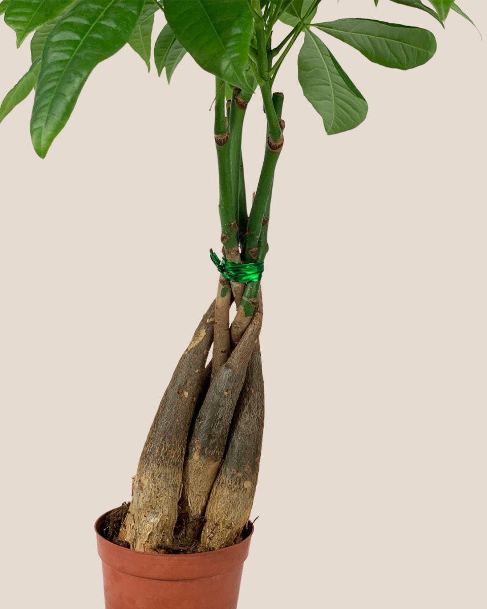 Long Braided Money Tree - grow pot - Potted plant - Tumbleweed Plants - Online Plant Delivery Singapore