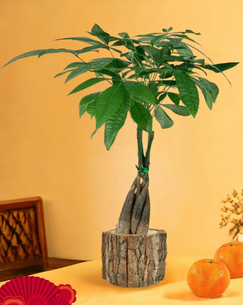 Long Braided Money Tree - log pot - large - Potted plant - Tumbleweed Plants - Online Plant Delivery Singapore
