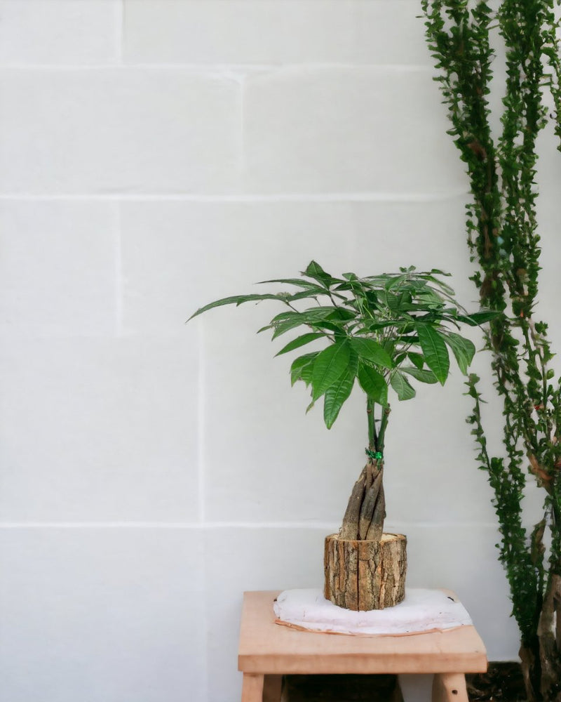 Long Braided Money Tree - log pot - large - Potted plant - Tumbleweed Plants - Online Plant Delivery Singapore