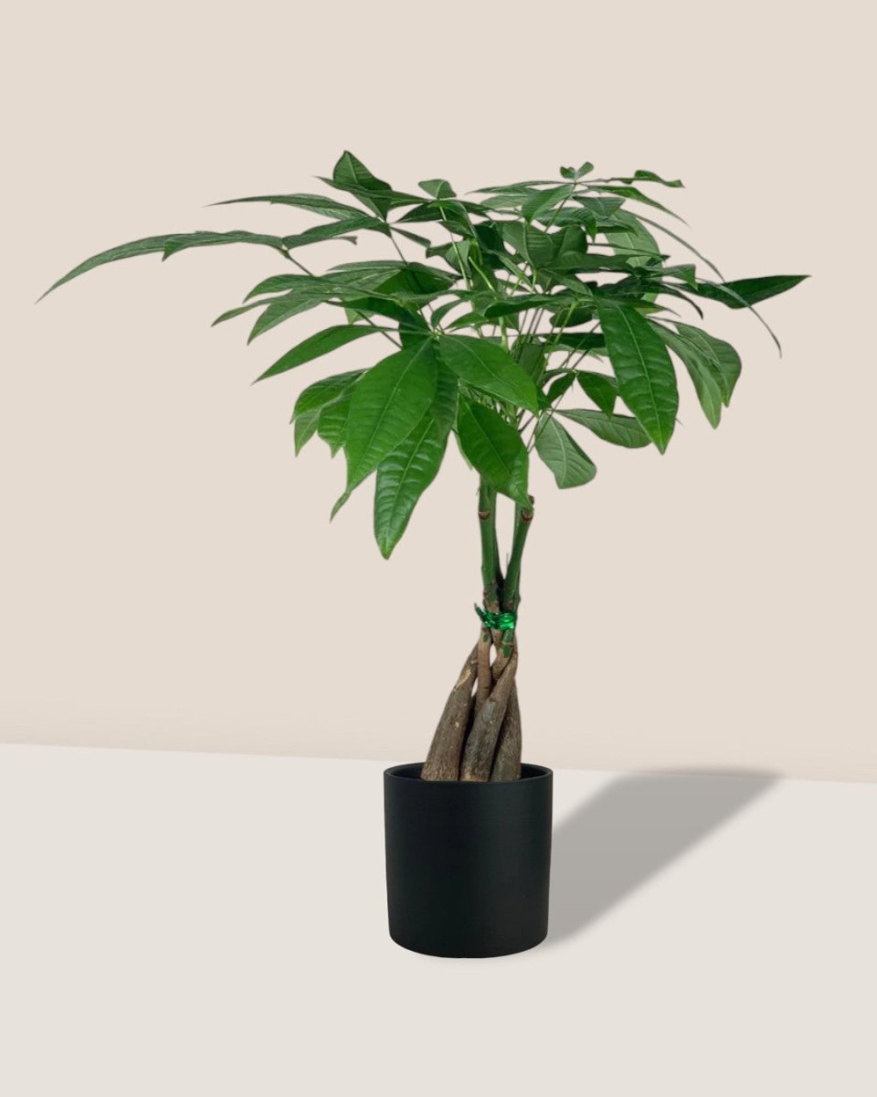 Long Braided Money Tree - onyx aura ceramic pot - small - Potted plant - Tumbleweed Plants - Online Plant Delivery Singapore