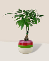 Long Braided Money Tree - poppy planter - ariel - Potted plant - Tumbleweed Plants - Online Plant Delivery Singapore
