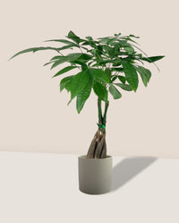 Long Braided Money Tree - taupe mist ceramic pot - small - Potted plant - Tumbleweed Plants - Online Plant Delivery Singapore