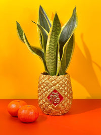 Longevity Snake Plant in Golden Pineapple Pot - Gifting plant - Tumbleweed Plants - Online Plant Delivery Singapore