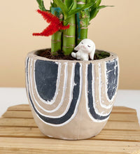 Lucky Bamboo Plant - addie planter (blush) - Gifting plant - Tumbleweed Plants - Online Plant Delivery Singapore