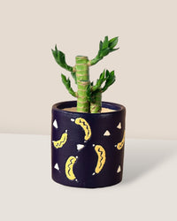 Lucky Bamboo Plant - banana pots - blue - Gifting plant - Tumbleweed Plants - Online Plant Delivery Singapore