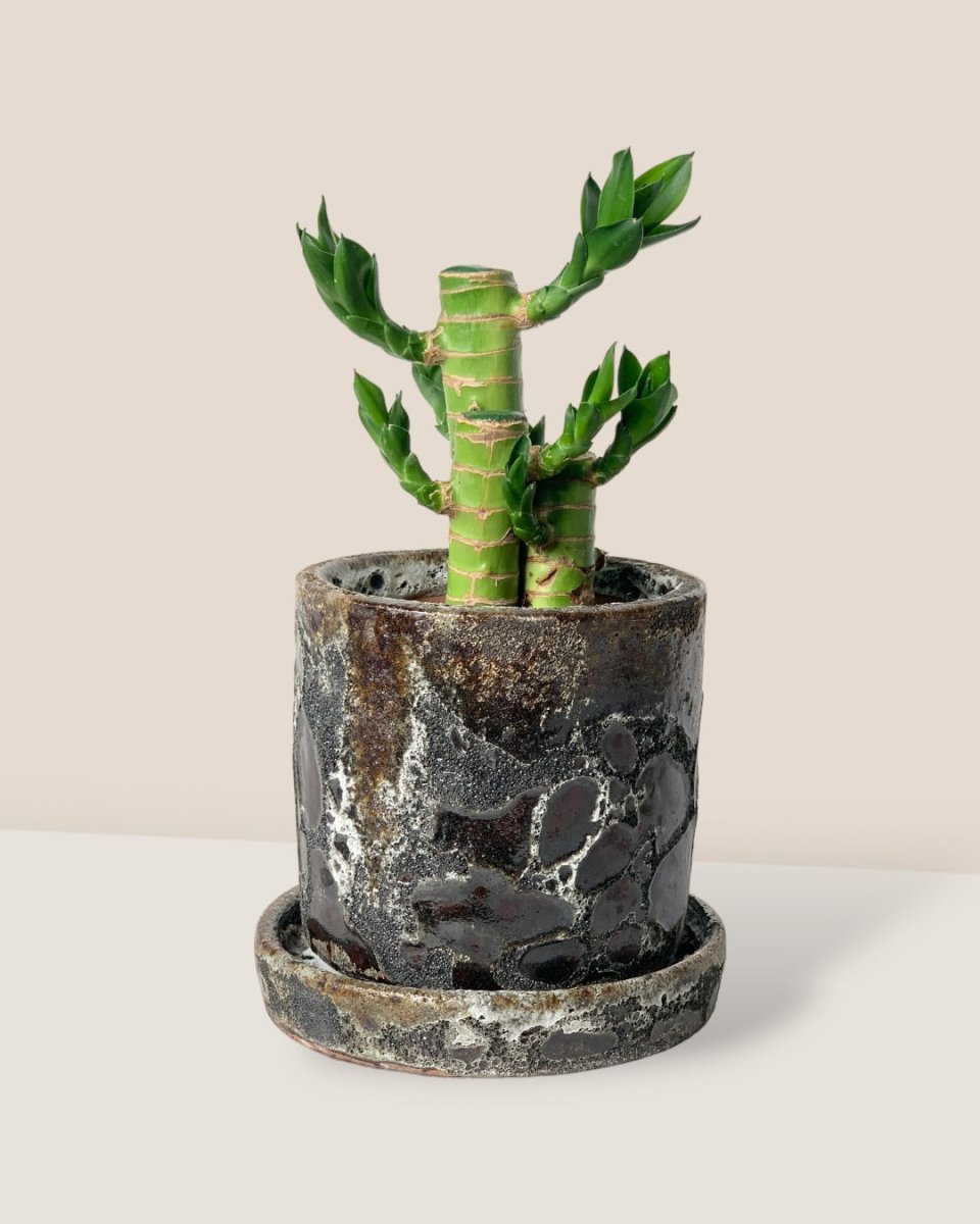 Lucky Bamboo Plant - brown moon pot - cylinder - Gifting plant - Tumbleweed Plants - Online Plant Delivery Singapore