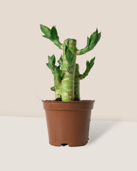 Lucky Bamboo Plant - grow pot - Gifting plant - Tumbleweed Plants - Online Plant Delivery Singapore