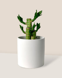 Lucky Bamboo Plant - ivory essence ceramic pot - large - Gifting plant - Tumbleweed Plants - Online Plant Delivery Singapore