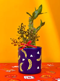 Lucky Bamboo Plant - jio luck planter - Gifting plant - Tumbleweed Plants - Online Plant Delivery Singapore