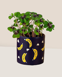 Lucky Clover Plant - banana pots - blue - Just plant - Tumbleweed Plants - Online Plant Delivery Singapore