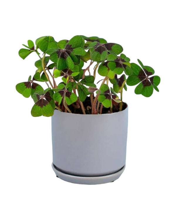 Lucky Clover Plant paired with little cylinder grey with tray planter