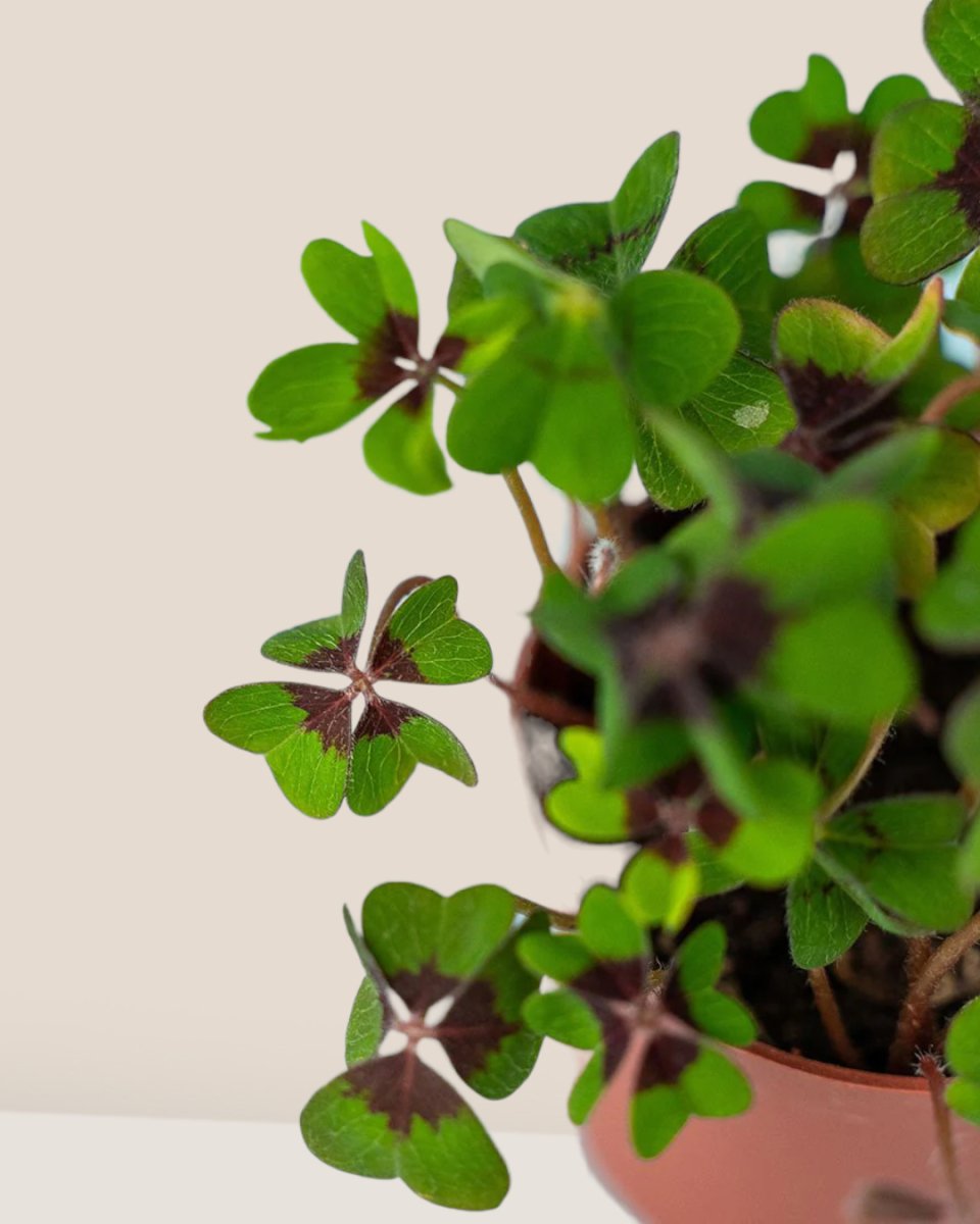 Lucky Clover Plant - Potted plant - Tumbleweed Plants