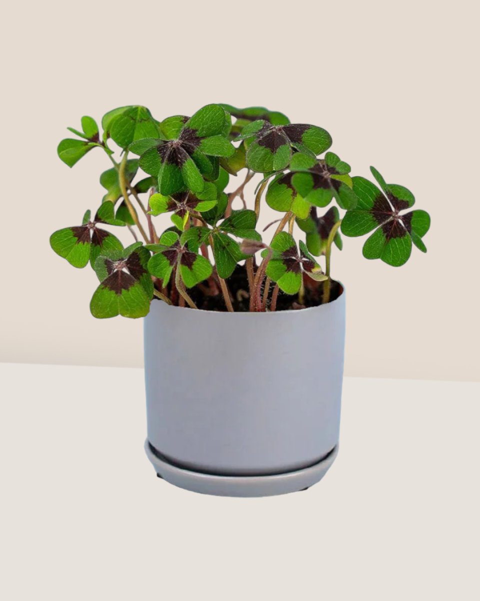 Lucky Clover Plant - little cylinder grey with tray planter - Just plant - Tumbleweed Plants - Online Plant Delivery Singapore