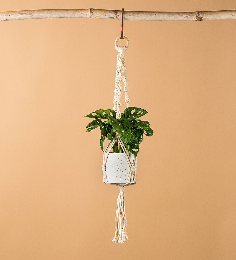 Macrame Classic - Hanging - Tumbleweed Plants - Online Plant Delivery Singapore