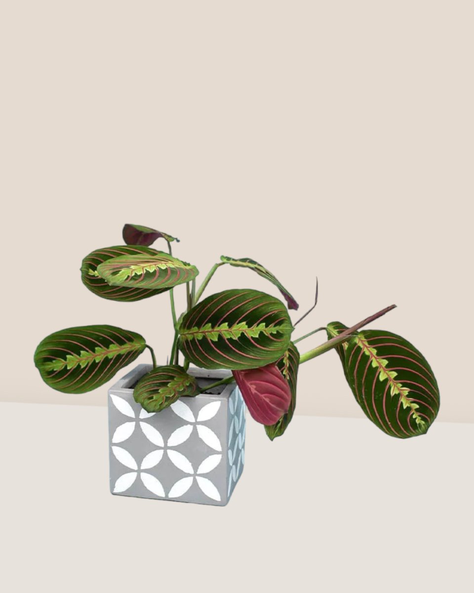 Marantha Prayer Plant - cement cube - Potted plant - Tumbleweed Plants - Online Plant Delivery Singapore