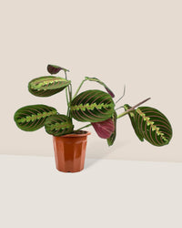 Marantha Prayer Plant - grow pot - Potted plant - Tumbleweed Plants - Online Plant Delivery Singapore