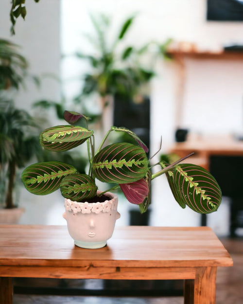 Marantha Prayer Plant paired with misfit pink flower girl