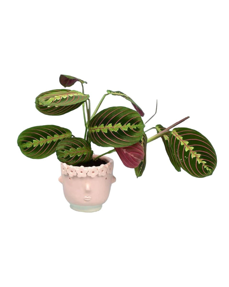Marantha Prayer Plant - misfit pink flower girl - Potted plant - Tumbleweed Plants - Online Plant Delivery Singapore