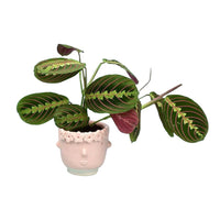 Marantha Prayer Plant