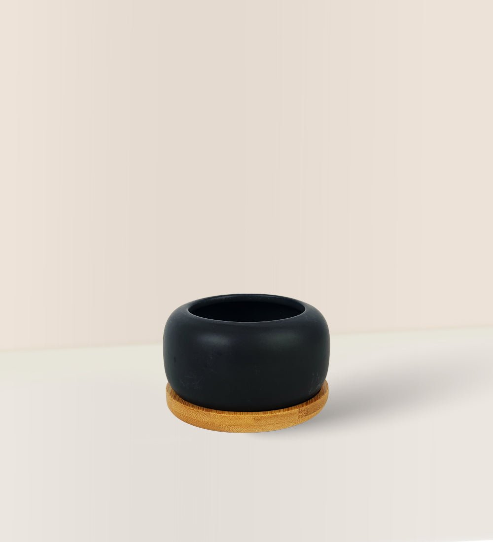 Matte Black Cement Pot with Wooden Tray - Short - small - Pot - Tumbleweed Plants - Online Plant Delivery Singapore