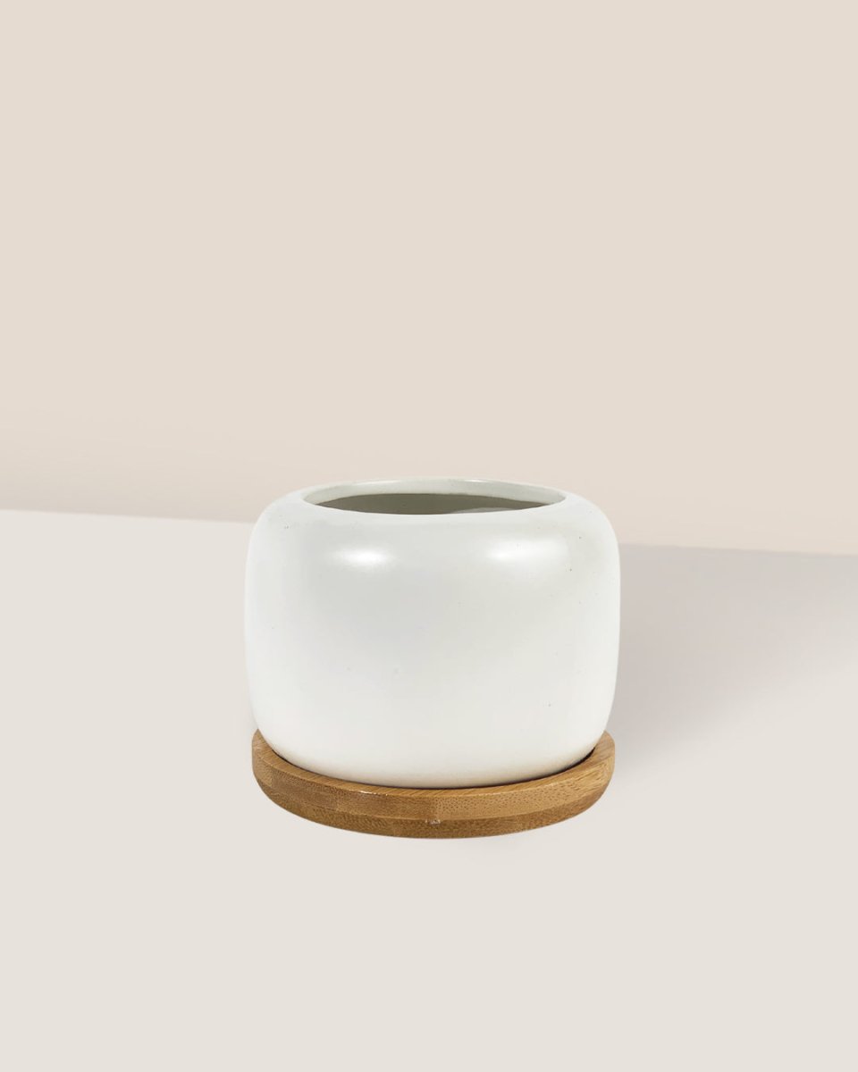 Matte White Cement Pot with Wooden Tray - Short - medium - Pot - Tumbleweed Plants - Online Plant Delivery Singapore