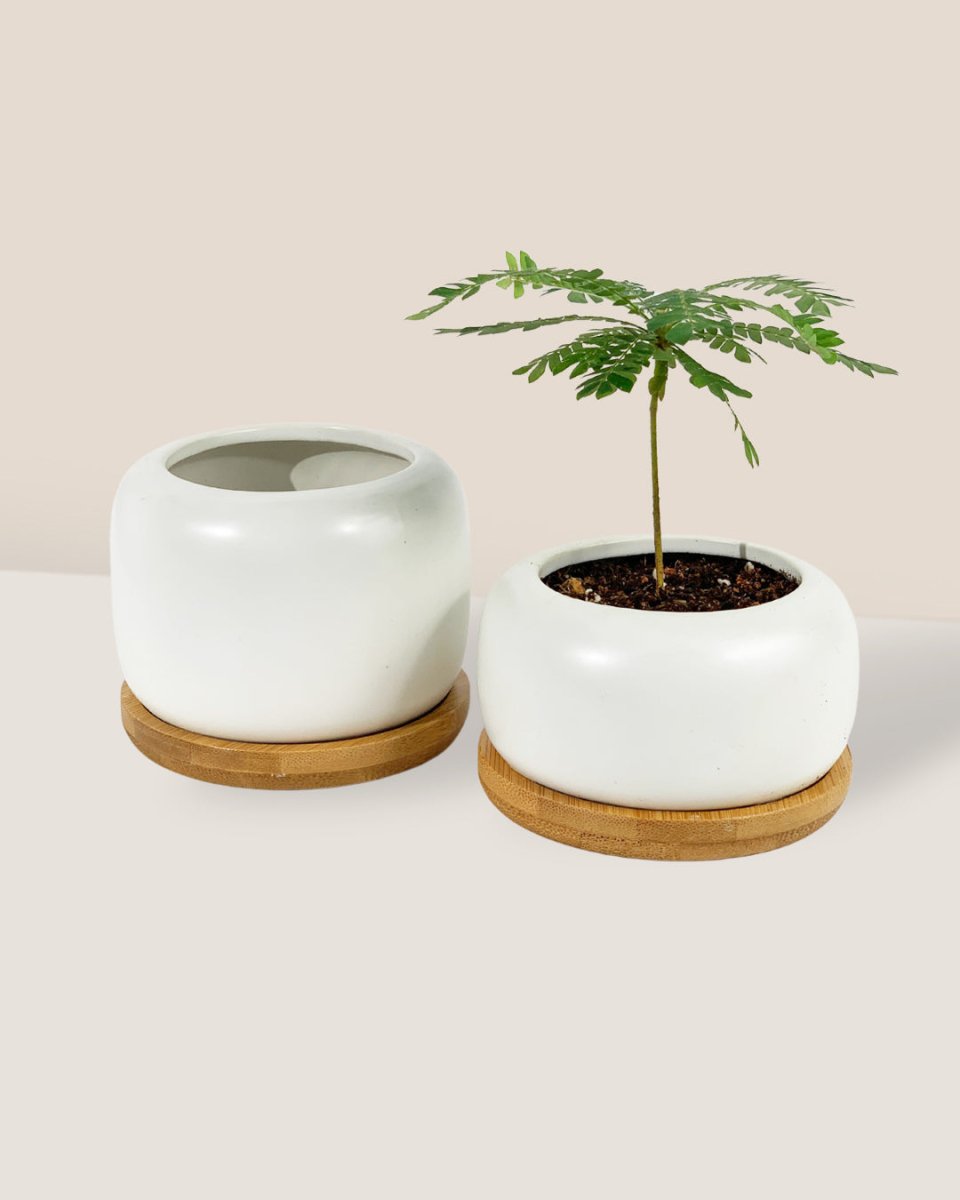 Matte White Cement Pot with Wooden Tray - Short - medium - Pot - Tumbleweed Plants - Online Plant Delivery Singapore