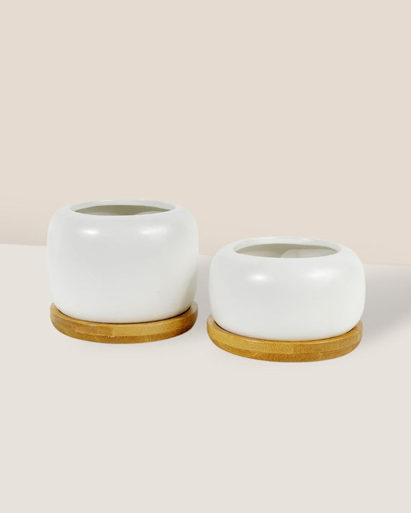 Matte White Cement Pot with Wooden Tray - Short - medium - Pot - Tumbleweed Plants - Online Plant Delivery Singapore