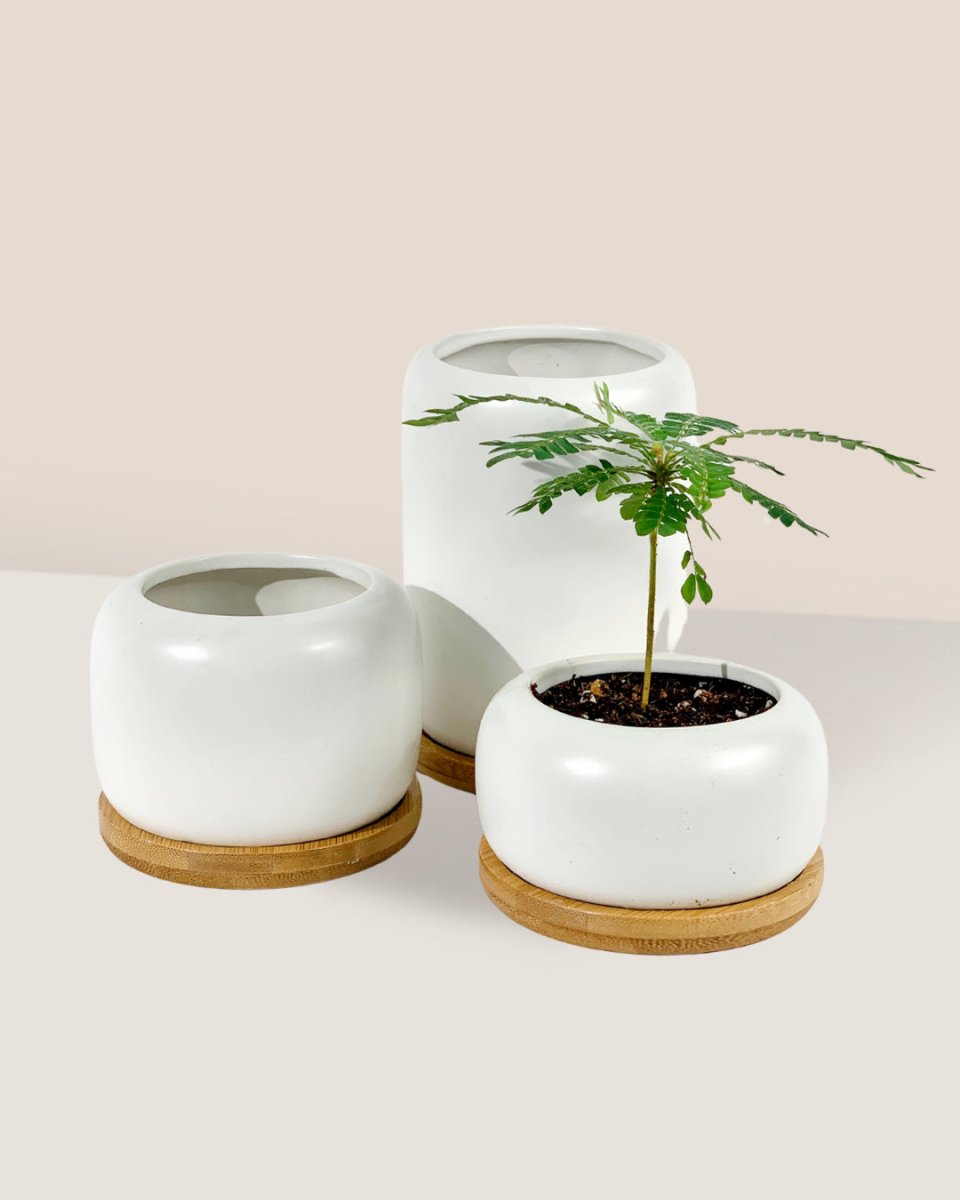 Matte White Cement Pot with Wooden Tray - Short - small - Pot - Tumbleweed Plants - Online Plant Delivery Singapore