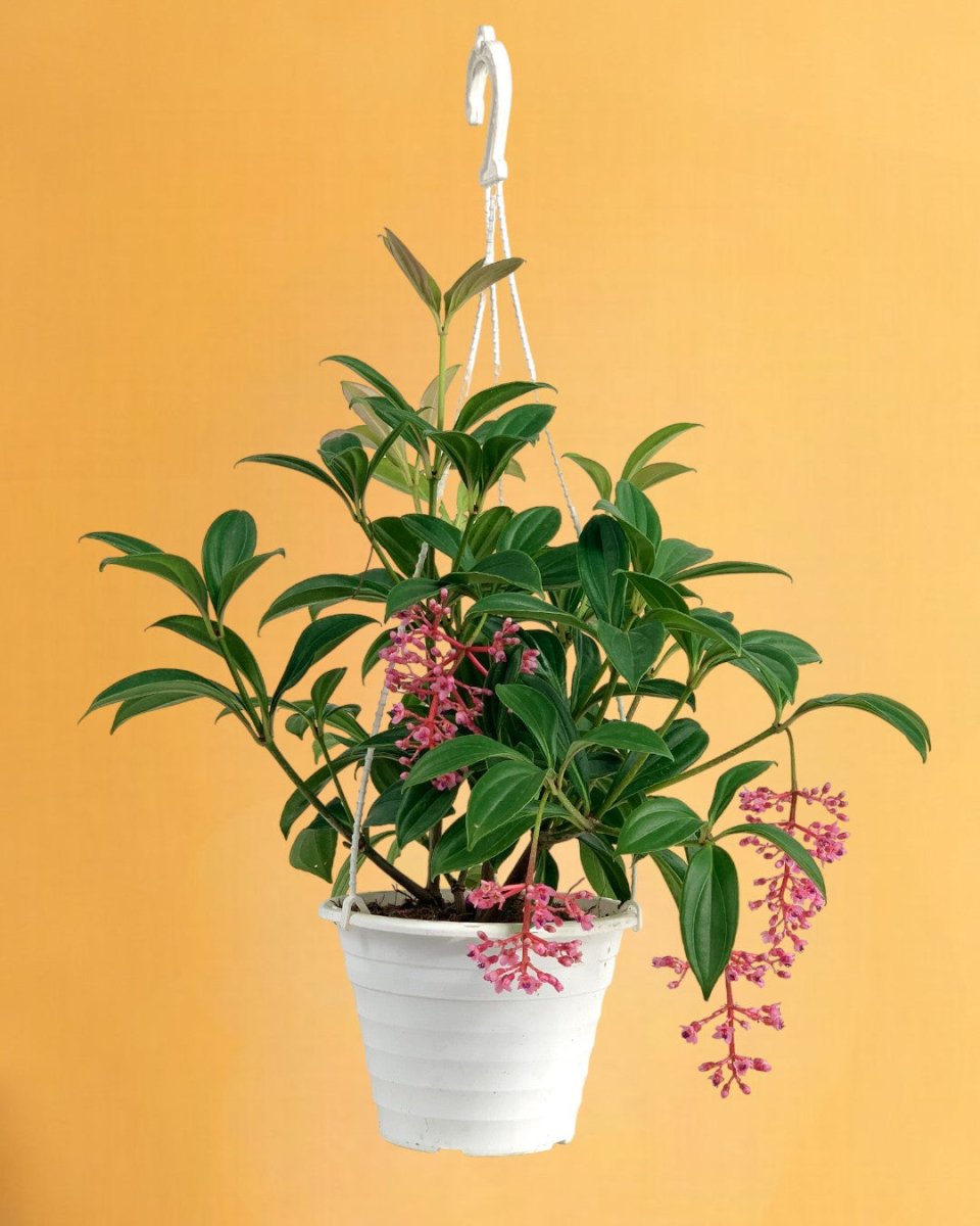 Medinilla Plant - dwarf - hanging grow pot - Gifting plant - Tumbleweed Plants - Online Plant Delivery Singapore