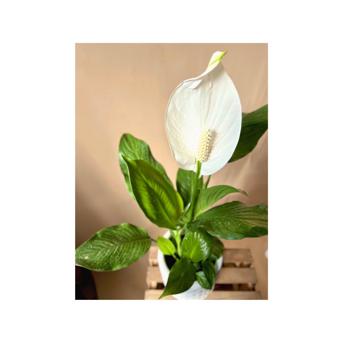 Mega Peace Spathiphyllum in White Seashell Planter - Gifting plant - Tumbleweed Plants - Online Plant Delivery Singapore