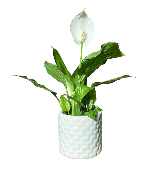 Mega Peace Spathiphyllum in White Seashell Planter - Gifting plant - Tumbleweed Plants - Online Plant Delivery Singapore