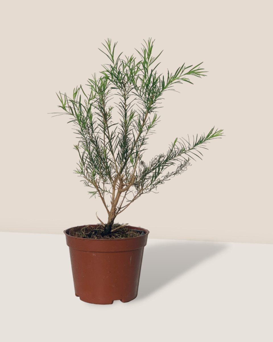 Melaleuca Alternifolia 'Shining Arrow' - grow pot - Potted plant - Tumbleweed Plants - Online Plant Delivery Singapore