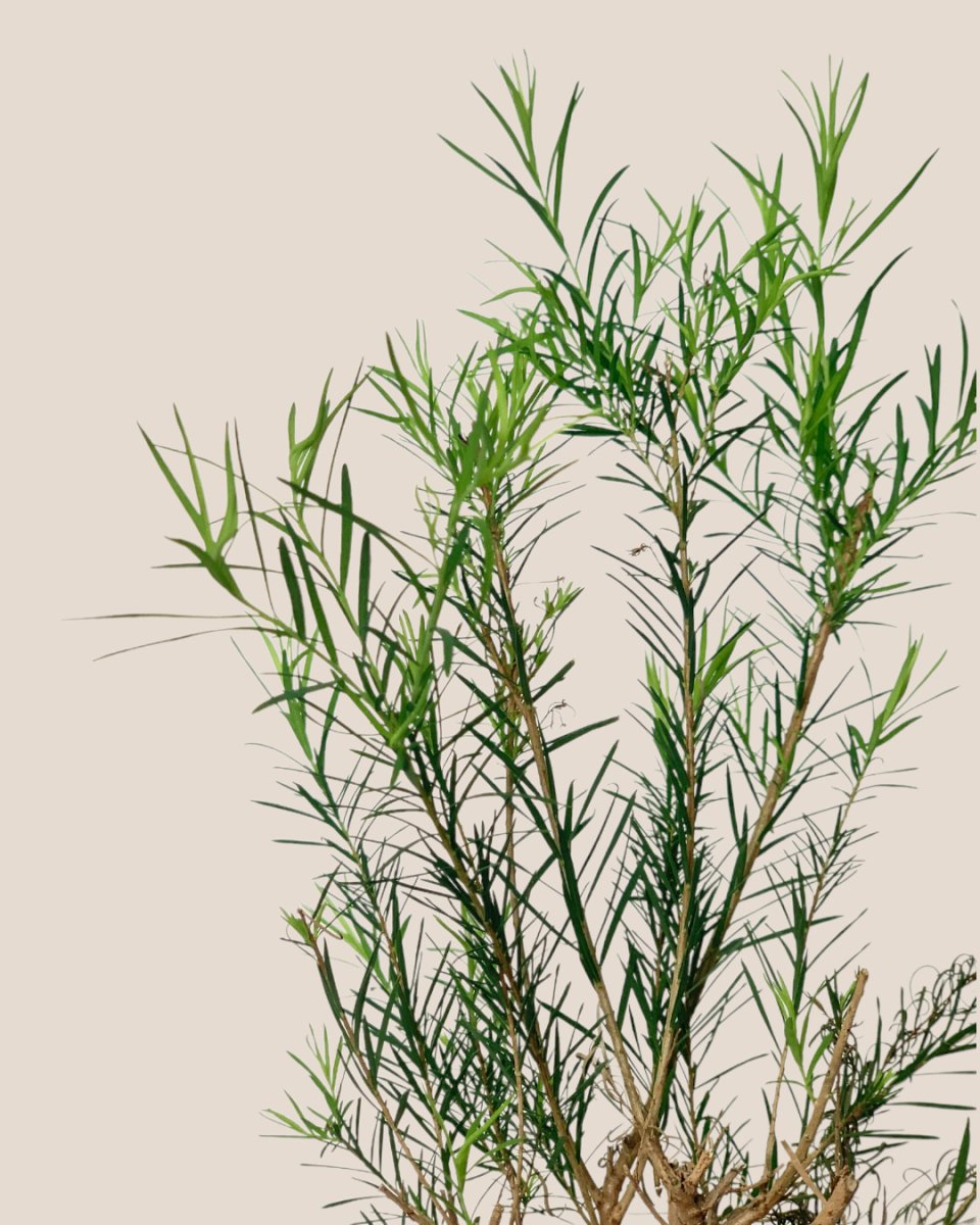 Melaleuca Alternifolia 'Shining Arrow' - little cylinder black with tray planter - Potted plant - Tumbleweed Plants - Online Plant Delivery Singapore